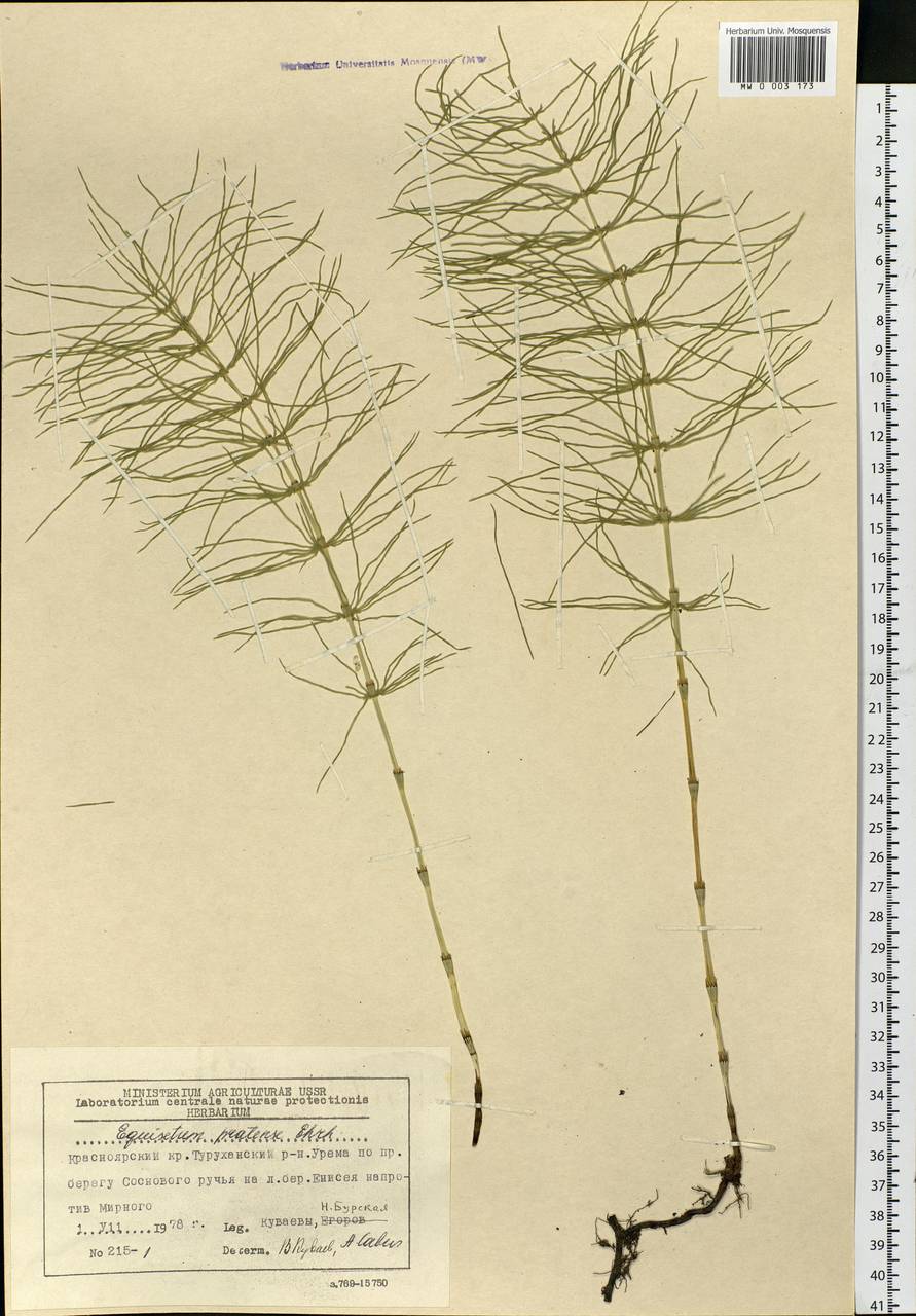 Equisetum pratense Ehrh., Siberia, Central Siberia (S3) (Russia)