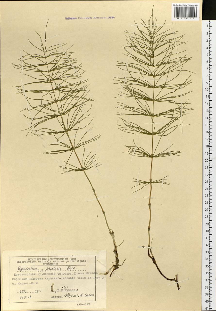 Equisetum pratense Ehrh., Siberia, Central Siberia (S3) (Russia)