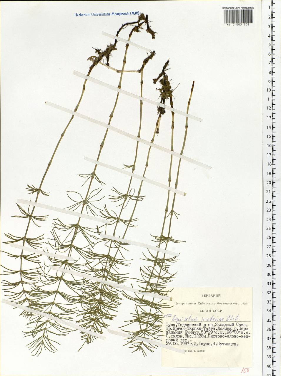 Equisetum pratense Ehrh., Siberia, Altai & Sayany Mountains (S2) (Russia)