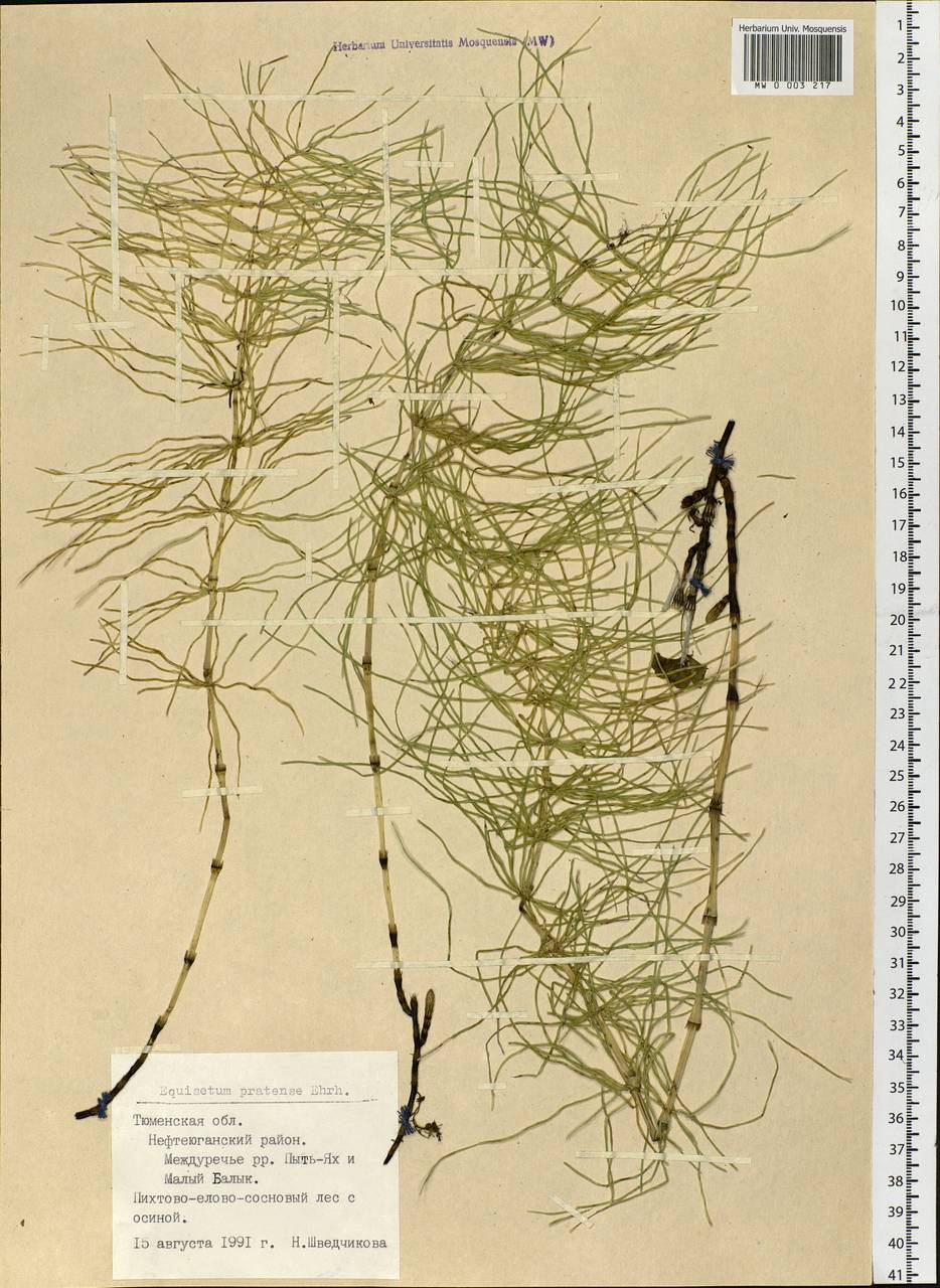 Equisetum pratense Ehrh., Siberia, Western Siberia (S1) (Russia)