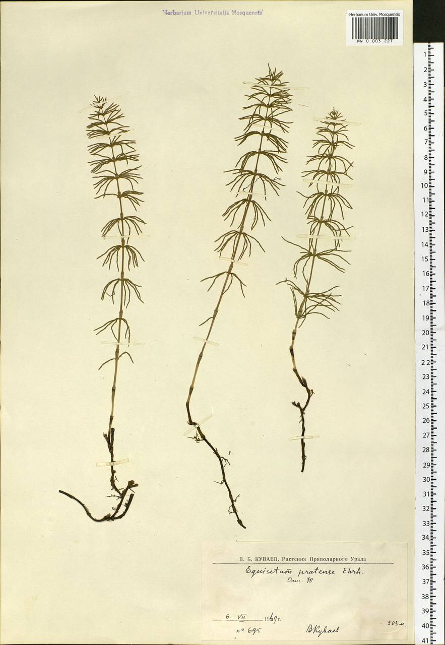 Equisetum pratense Ehrh., Siberia, Western Siberia (S1) (Russia)