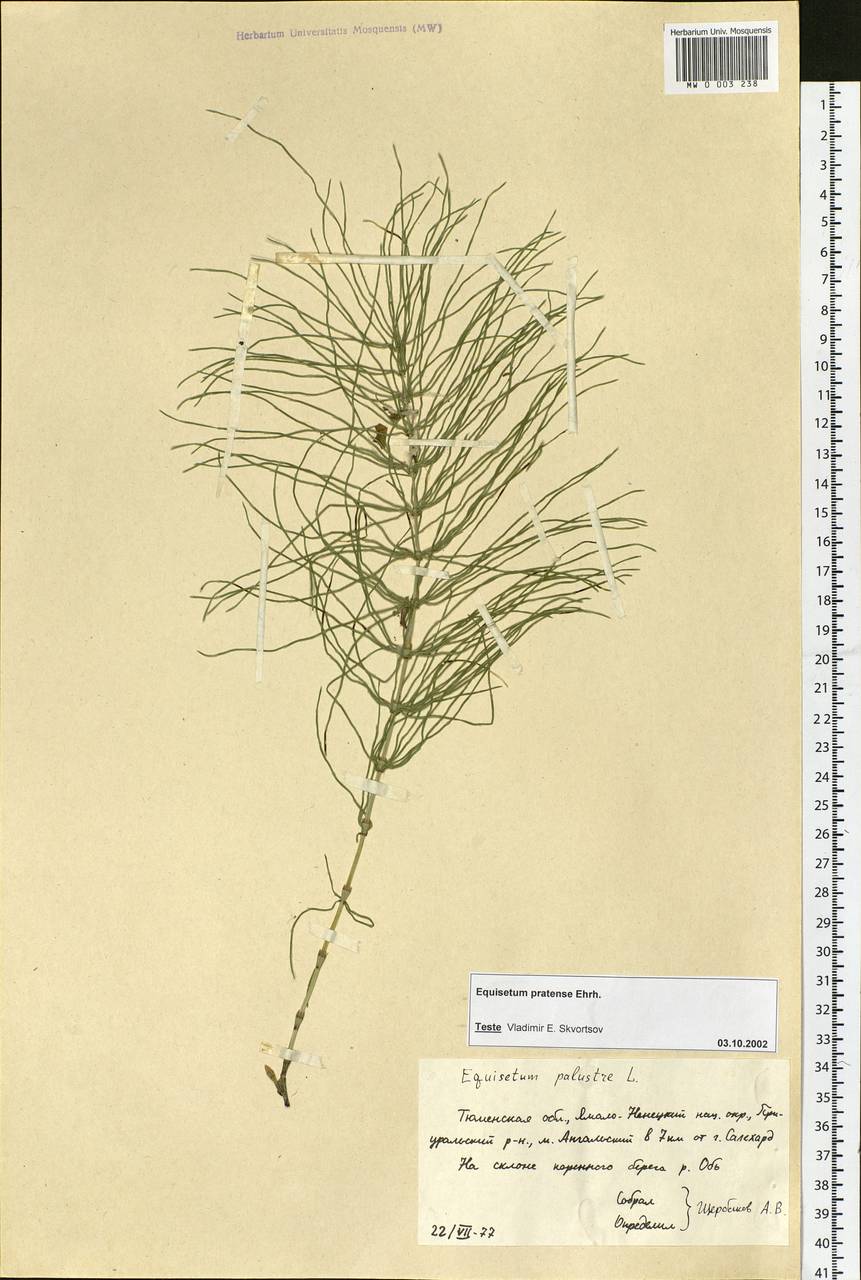 Equisetum pratense Ehrh., Siberia, Western Siberia (S1) (Russia)