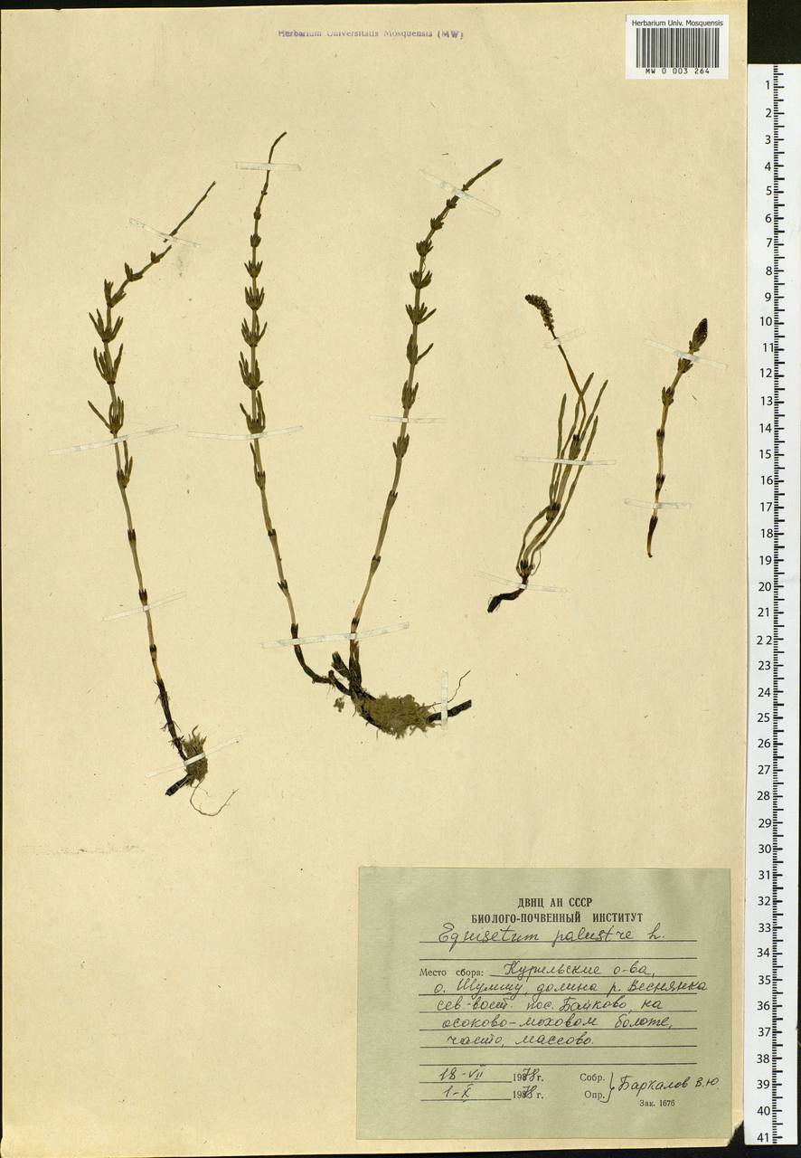 Equisetum palustre L., Siberia, Russian Far East (S6) (Russia)