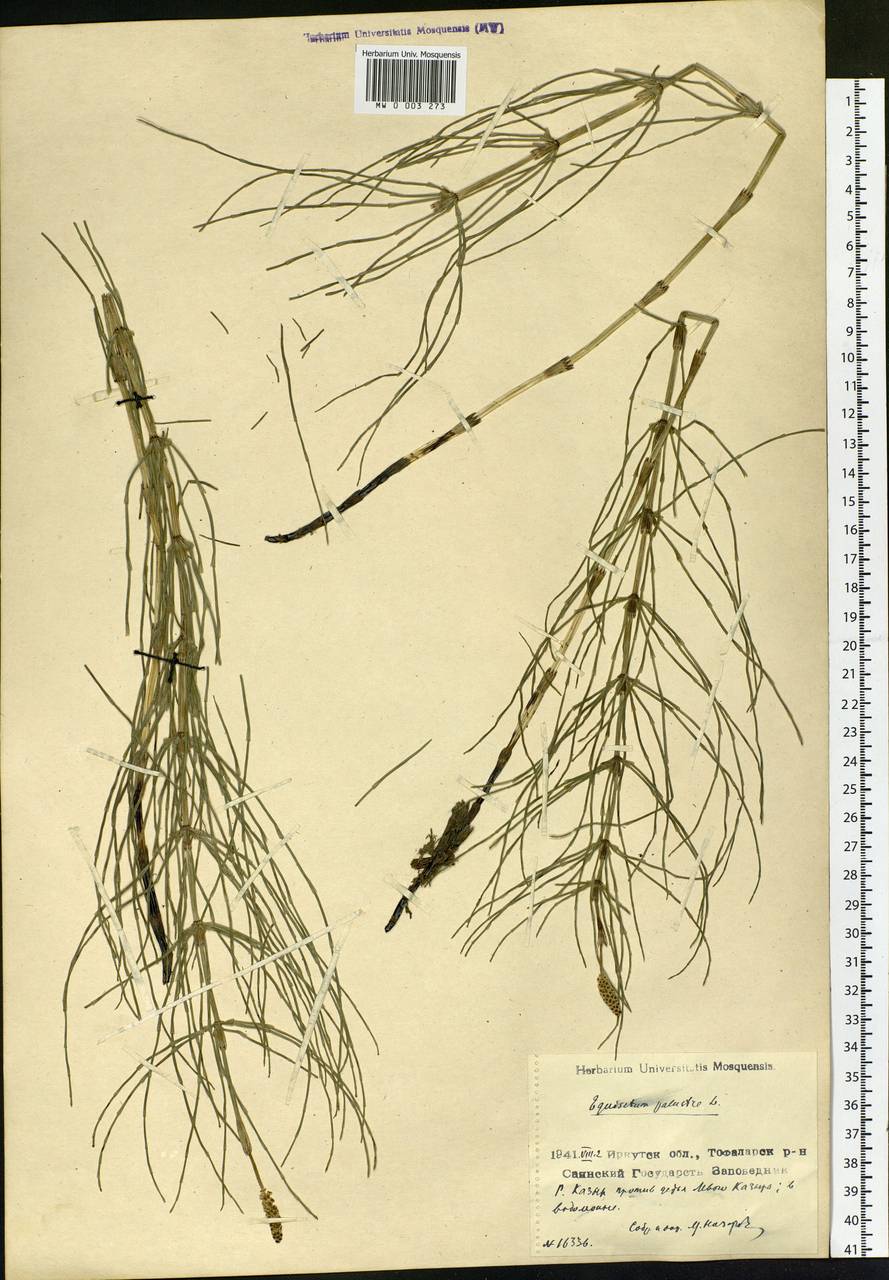 Equisetum palustre L., Siberia, Baikal & Transbaikal region (S4) (Russia)