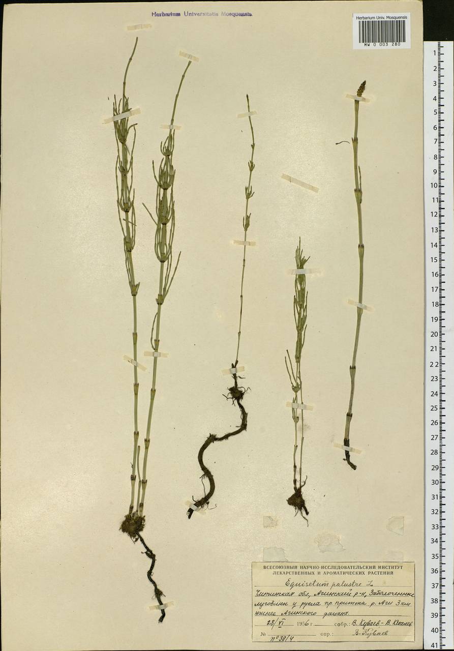 Equisetum palustre L., Siberia, Baikal & Transbaikal region (S4) (Russia)