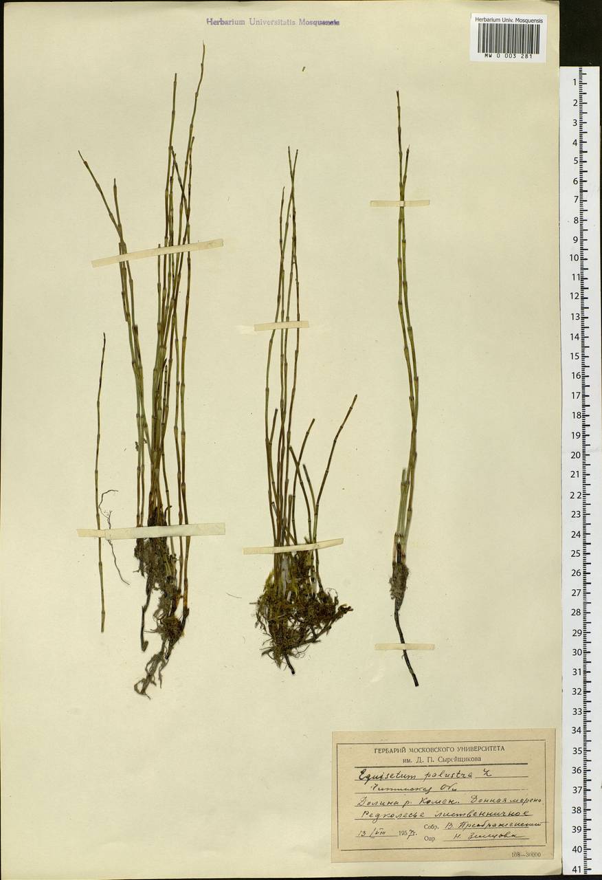 Equisetum palustre L., Siberia, Baikal & Transbaikal region (S4) (Russia)