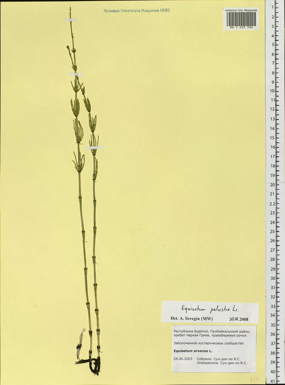 Equisetum palustre L., Siberia, Baikal & Transbaikal region (S4) (Russia)