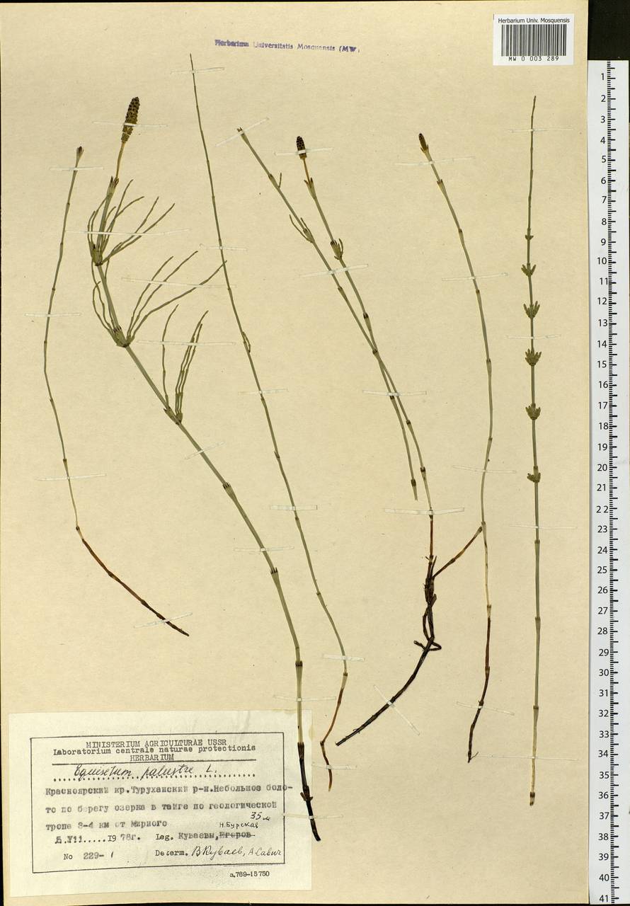 Equisetum palustre L., Siberia, Central Siberia (S3) (Russia)