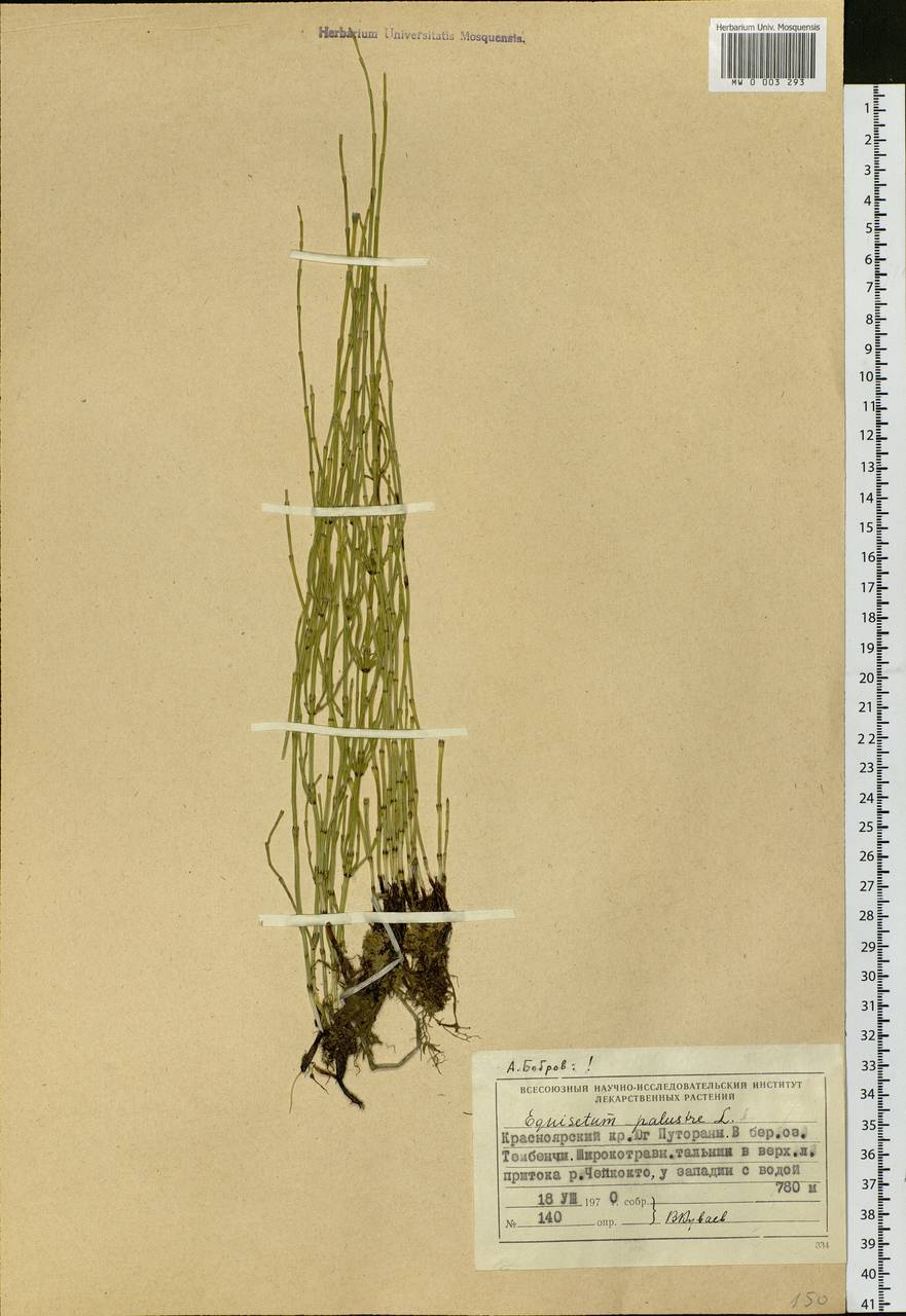 Equisetum palustre L., Siberia, Central Siberia (S3) (Russia)