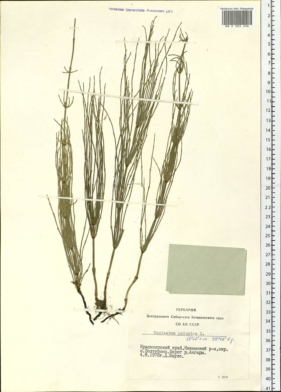 Equisetum palustre L., Siberia, Central Siberia (S3) (Russia)