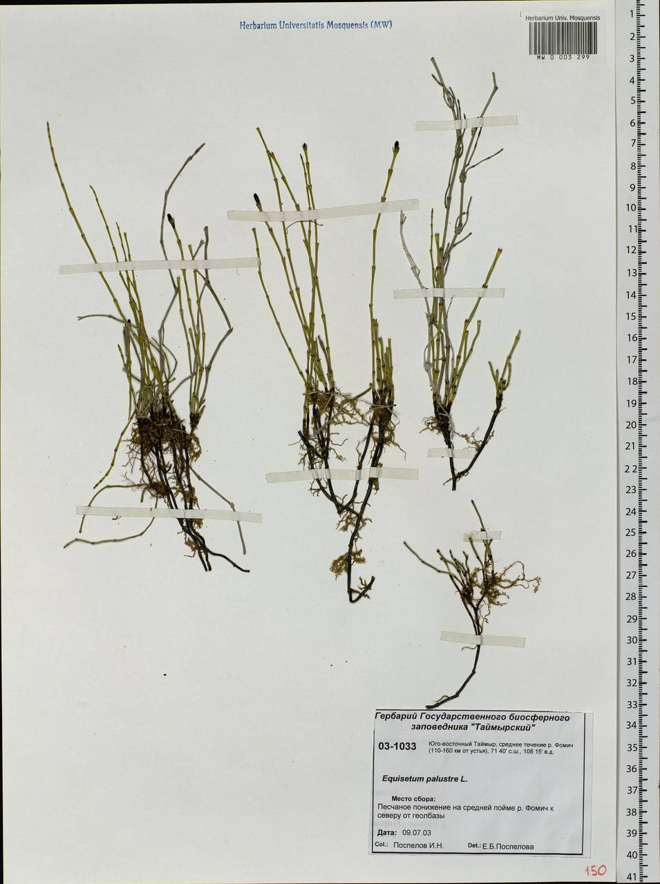 Equisetum palustre L., Siberia, Central Siberia (S3) (Russia)