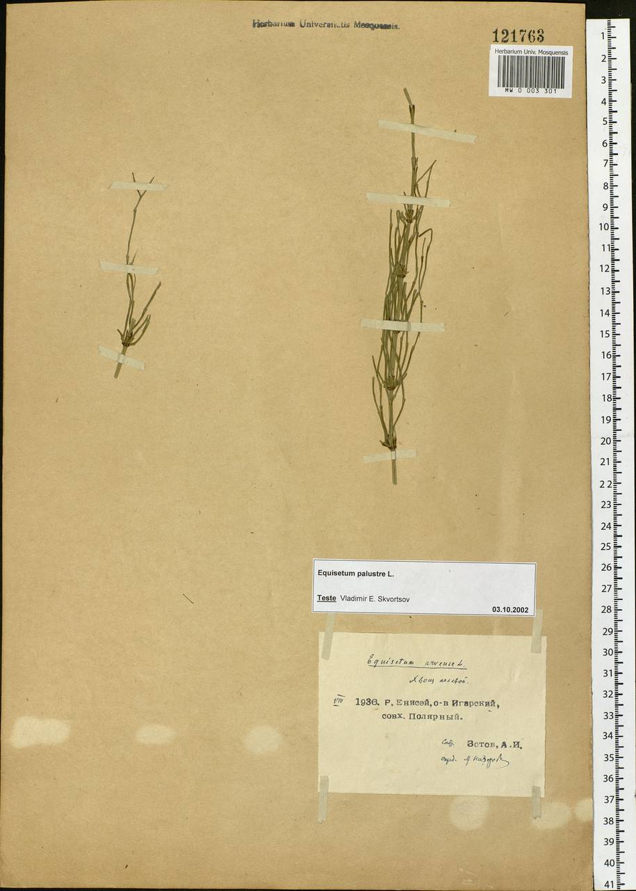 Equisetum palustre L., Siberia, Central Siberia (S3) (Russia)