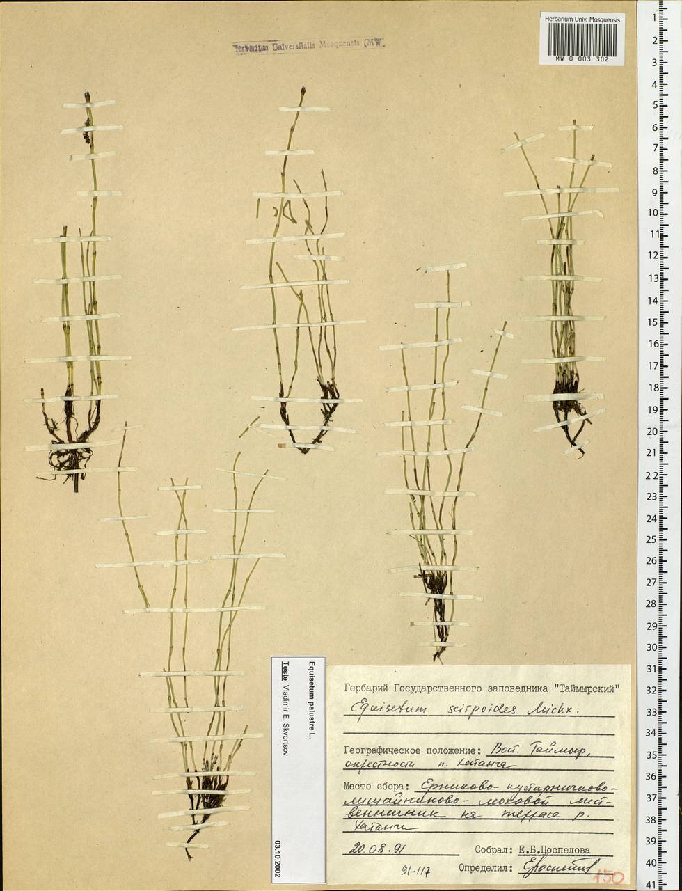 Equisetum palustre L., Siberia, Central Siberia (S3) (Russia)