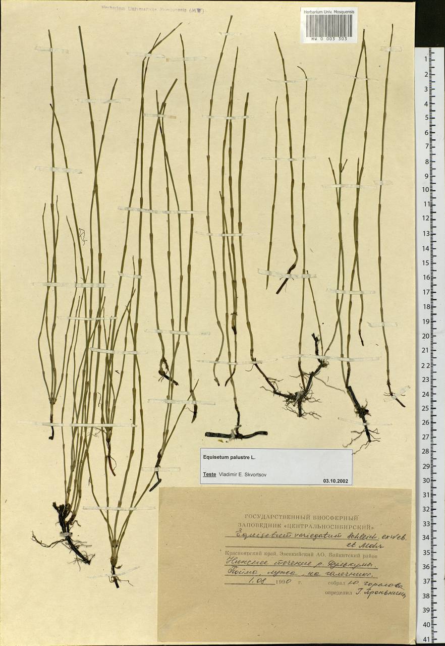 Equisetum palustre L., Siberia, Central Siberia (S3) (Russia)