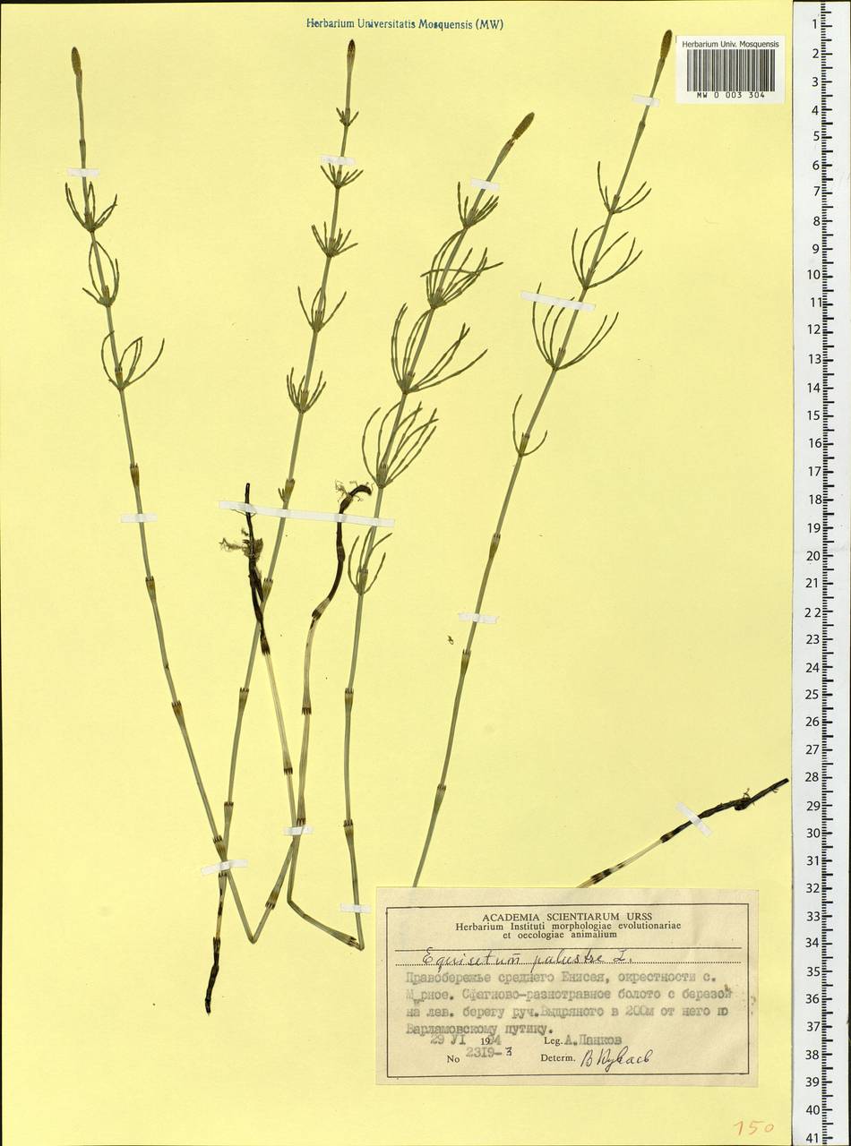 Equisetum palustre L., Siberia, Central Siberia (S3) (Russia)