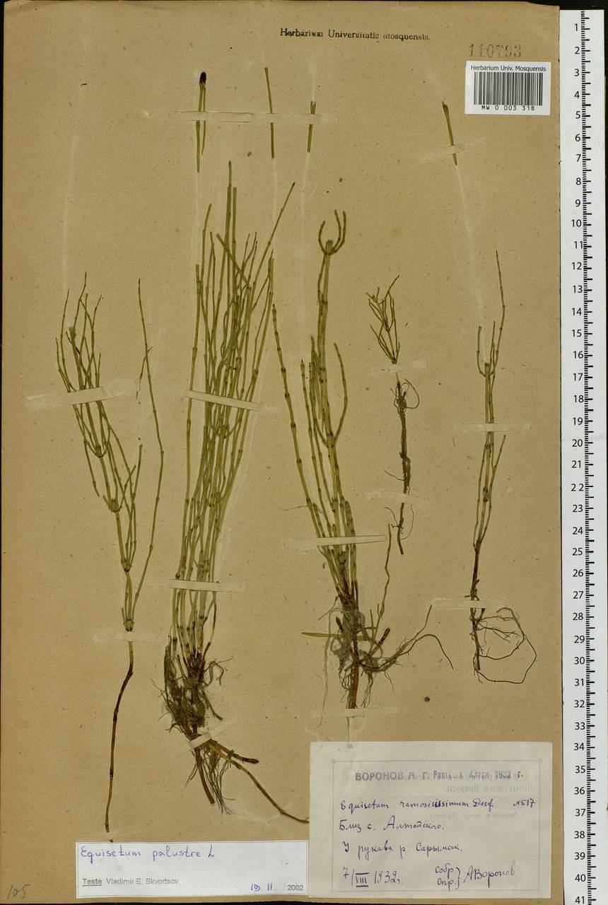 Equisetum palustre L., Siberia, Western (Kazakhstan) Altai Mountains (S2a) (Kazakhstan)