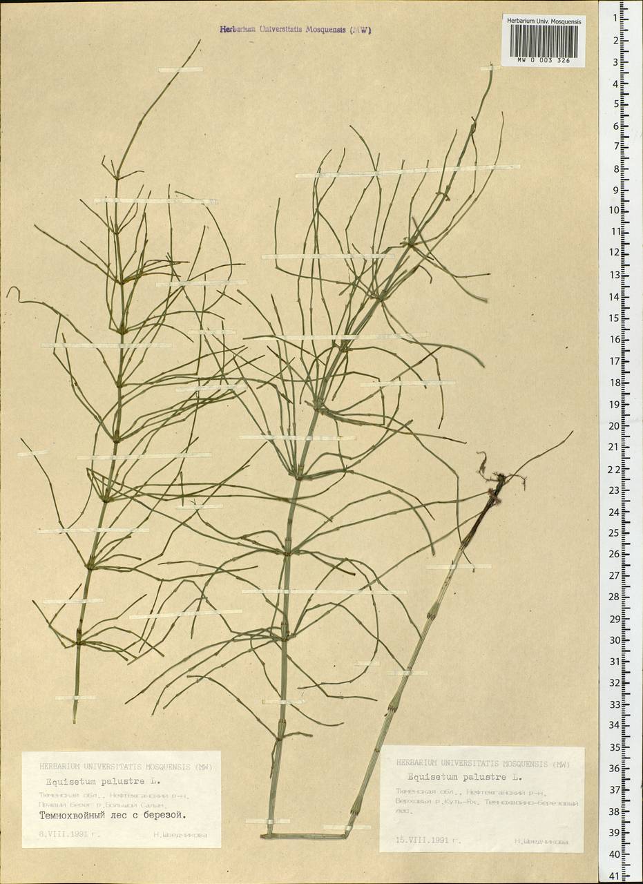 Equisetum palustre L., Siberia, Western Siberia (S1) (Russia)