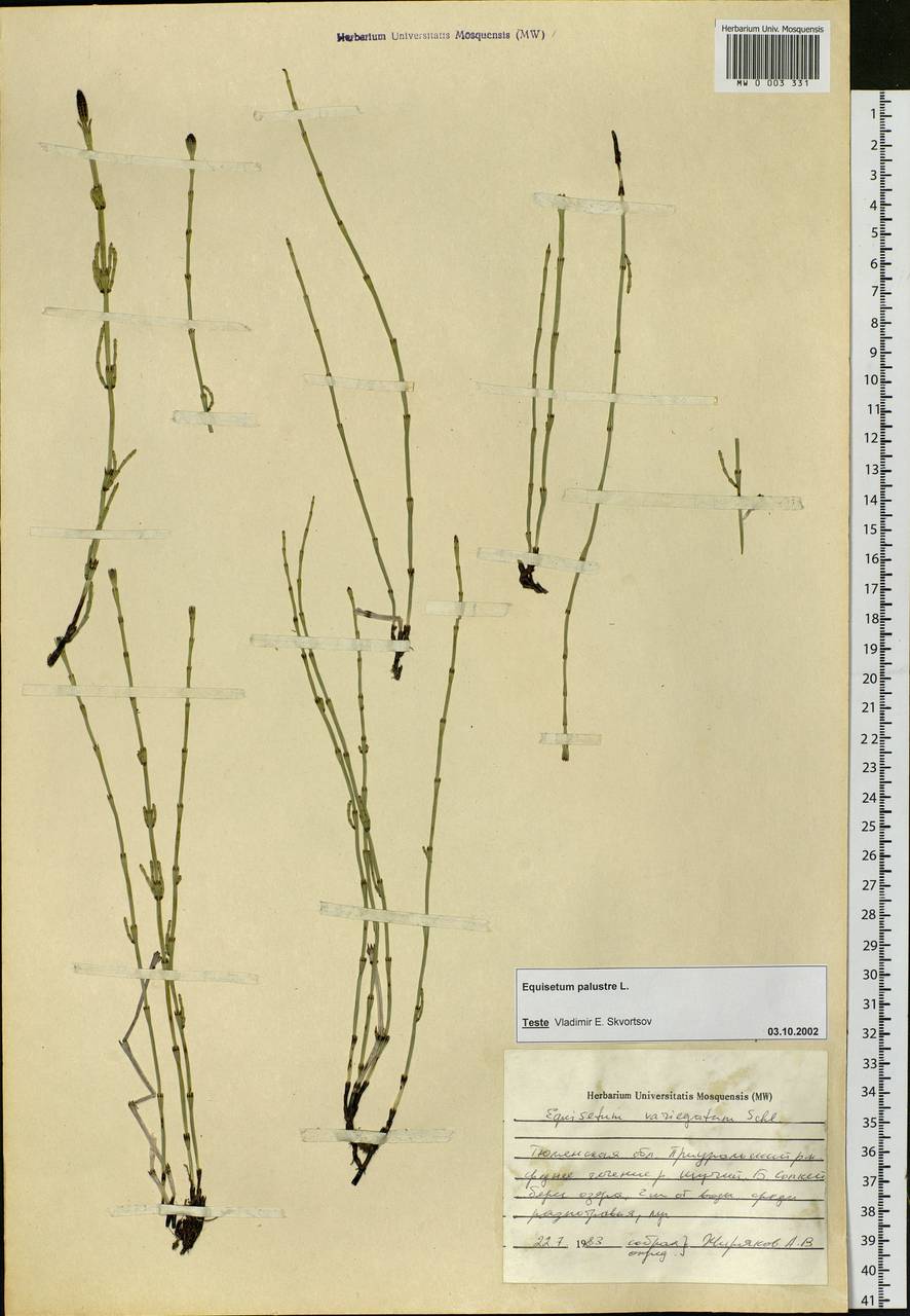 Equisetum palustre L., Siberia, Western Siberia (S1) (Russia)