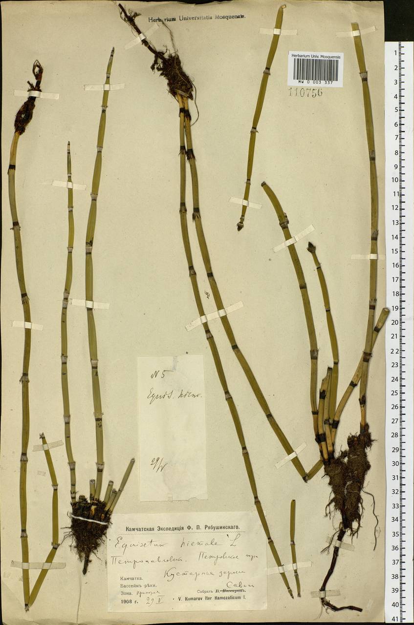 Equisetum hyemale L., Siberia, Chukotka & Kamchatka (S7) (Russia)