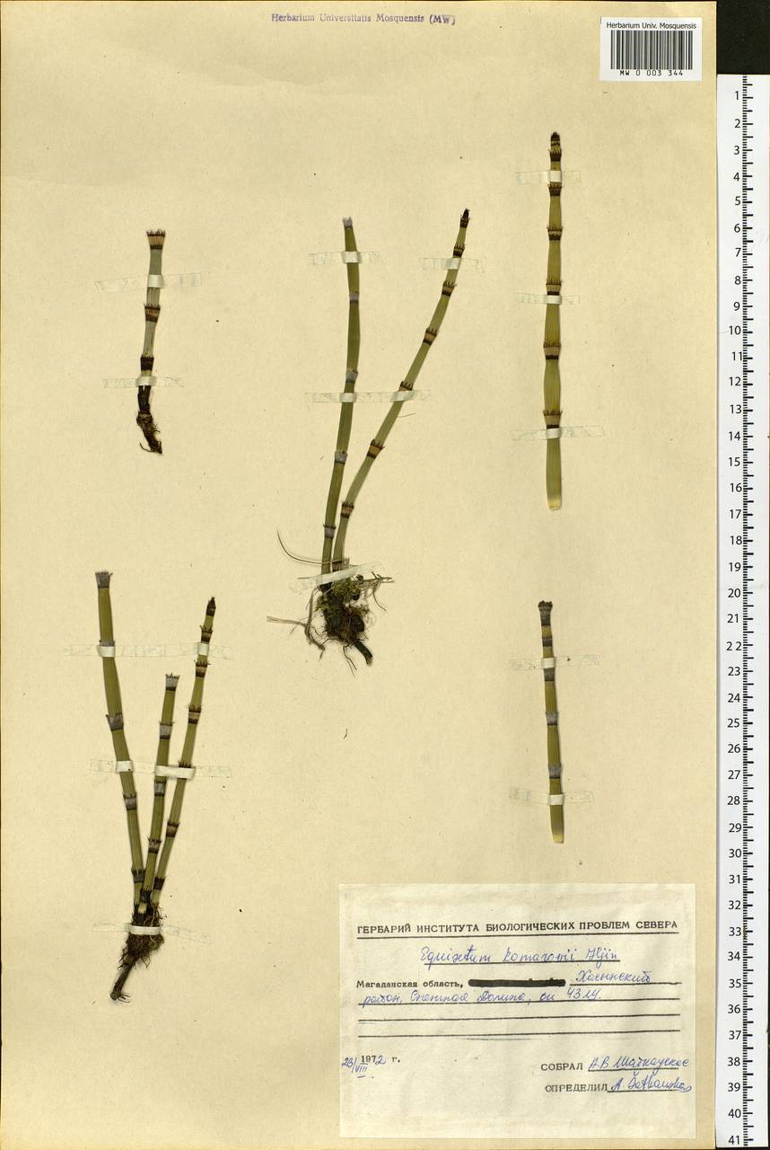 Equisetum hyemale L., Siberia, Chukotka & Kamchatka (S7) (Russia)