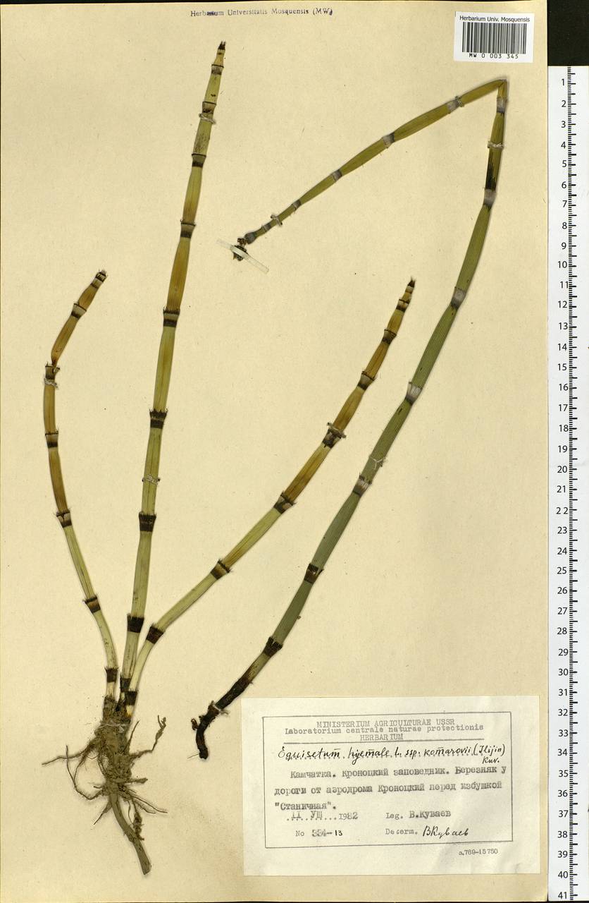 Equisetum hyemale L., Siberia, Chukotka & Kamchatka (S7) (Russia)