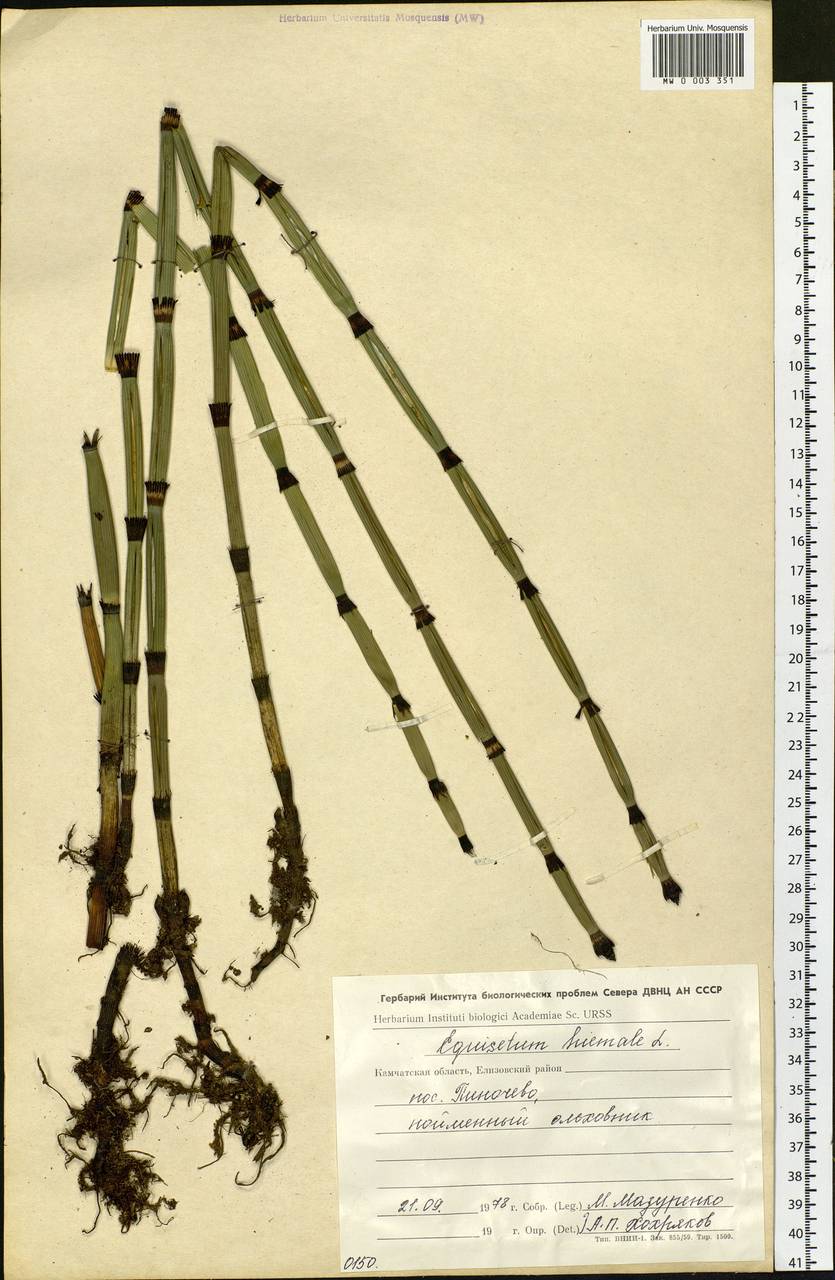 Equisetum hyemale L., Siberia, Chukotka & Kamchatka (S7) (Russia)