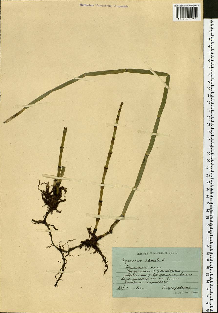 Equisetum hyemale L., Siberia, Russian Far East (S6) (Russia)