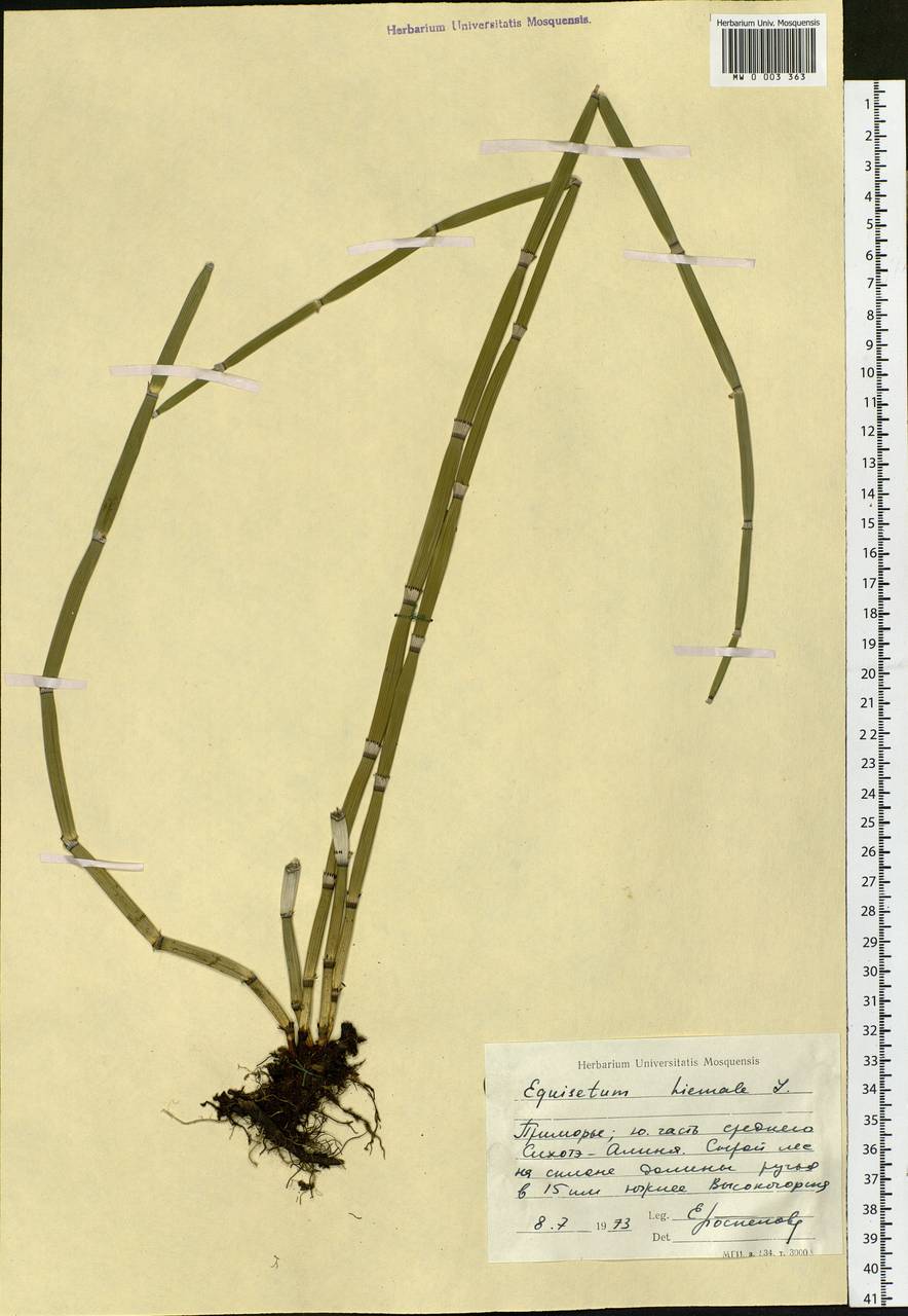 Equisetum hyemale L., Siberia, Russian Far East (S6) (Russia)