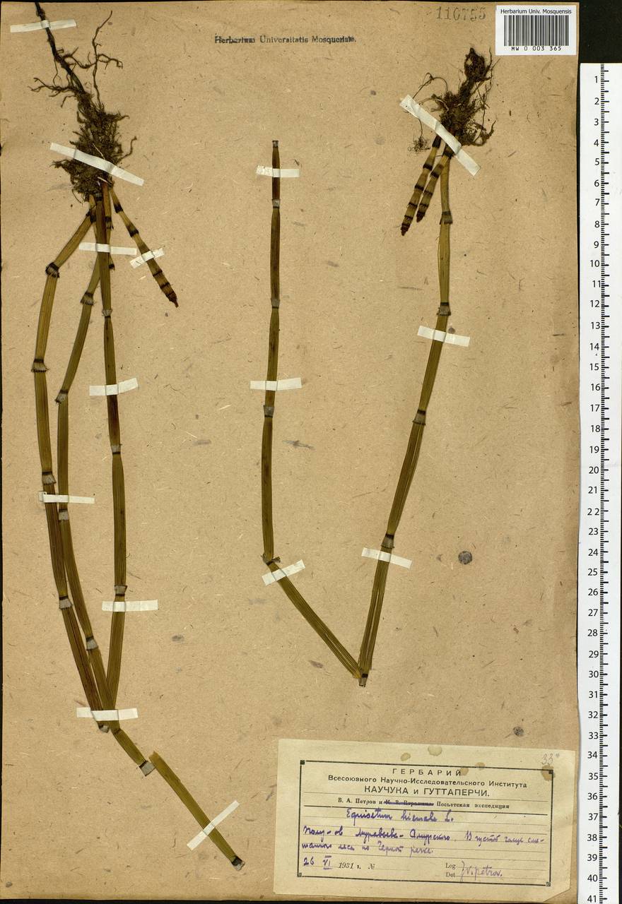 Equisetum hyemale L., Siberia, Russian Far East (S6) (Russia)