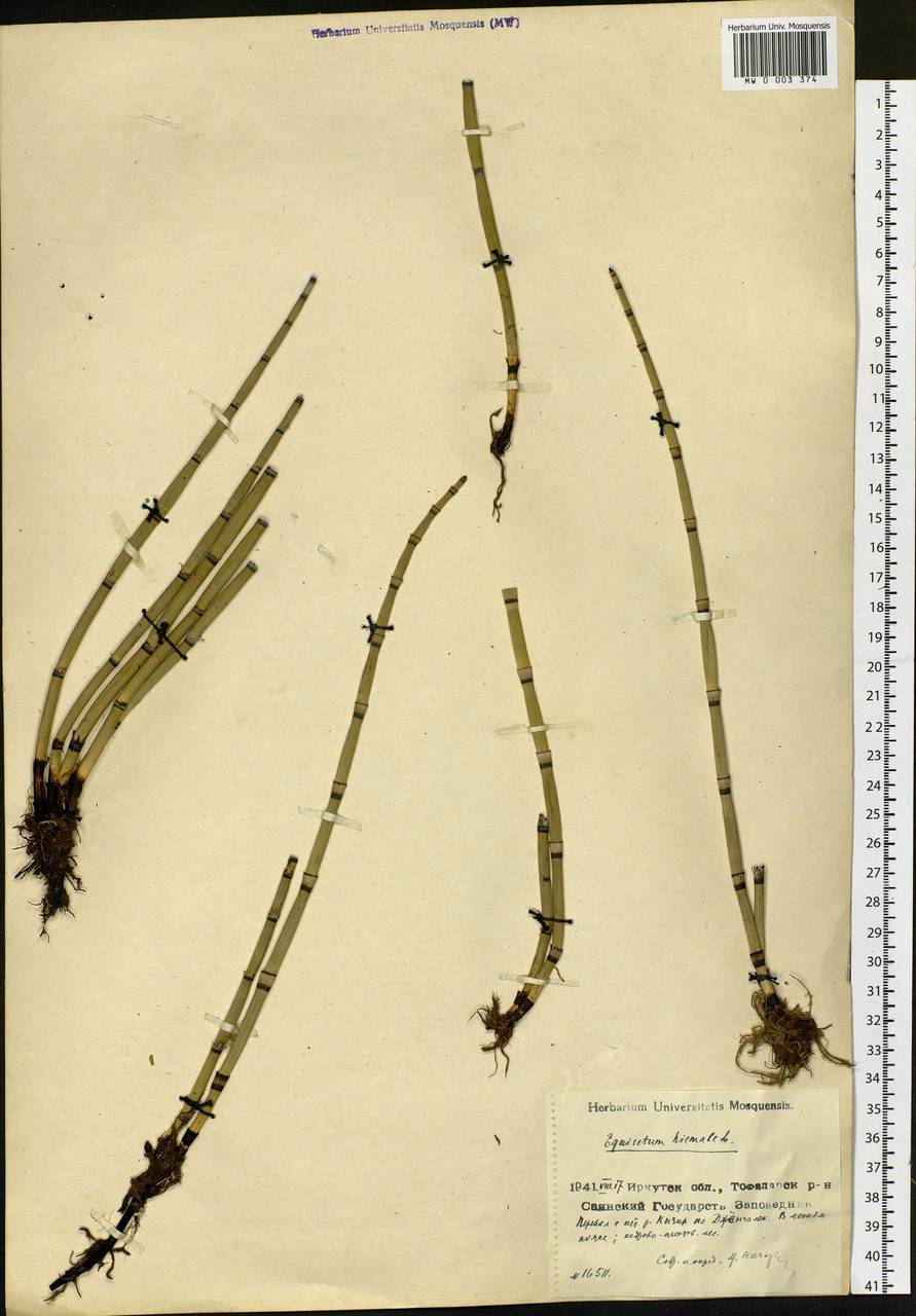 Equisetum hyemale L., Siberia, Baikal & Transbaikal region (S4) (Russia)