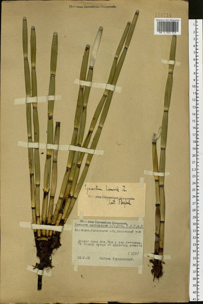 Equisetum hyemale L., Siberia, Baikal & Transbaikal region (S4) (Russia)