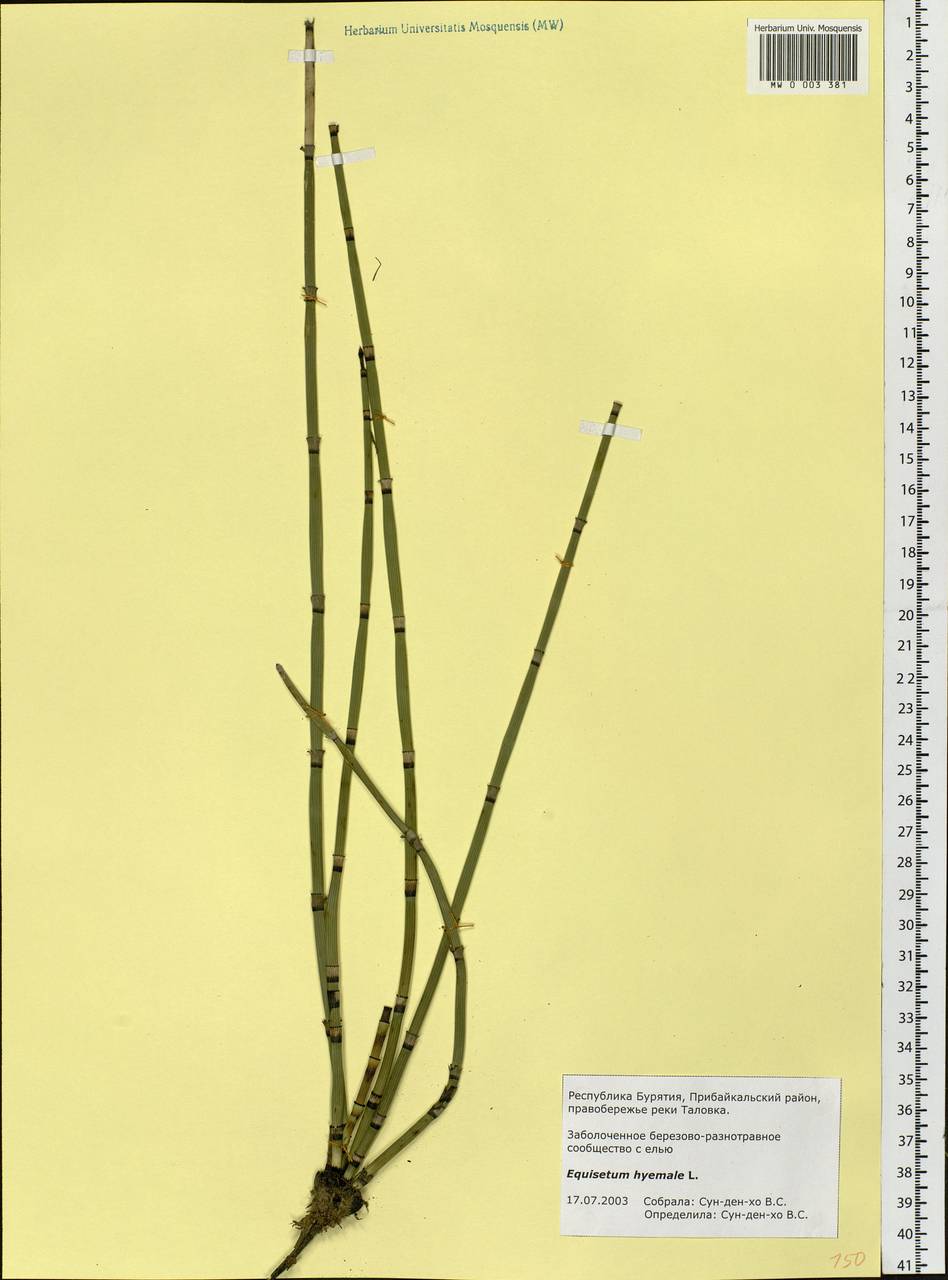 Equisetum hyemale L., Siberia, Baikal & Transbaikal region (S4) (Russia)