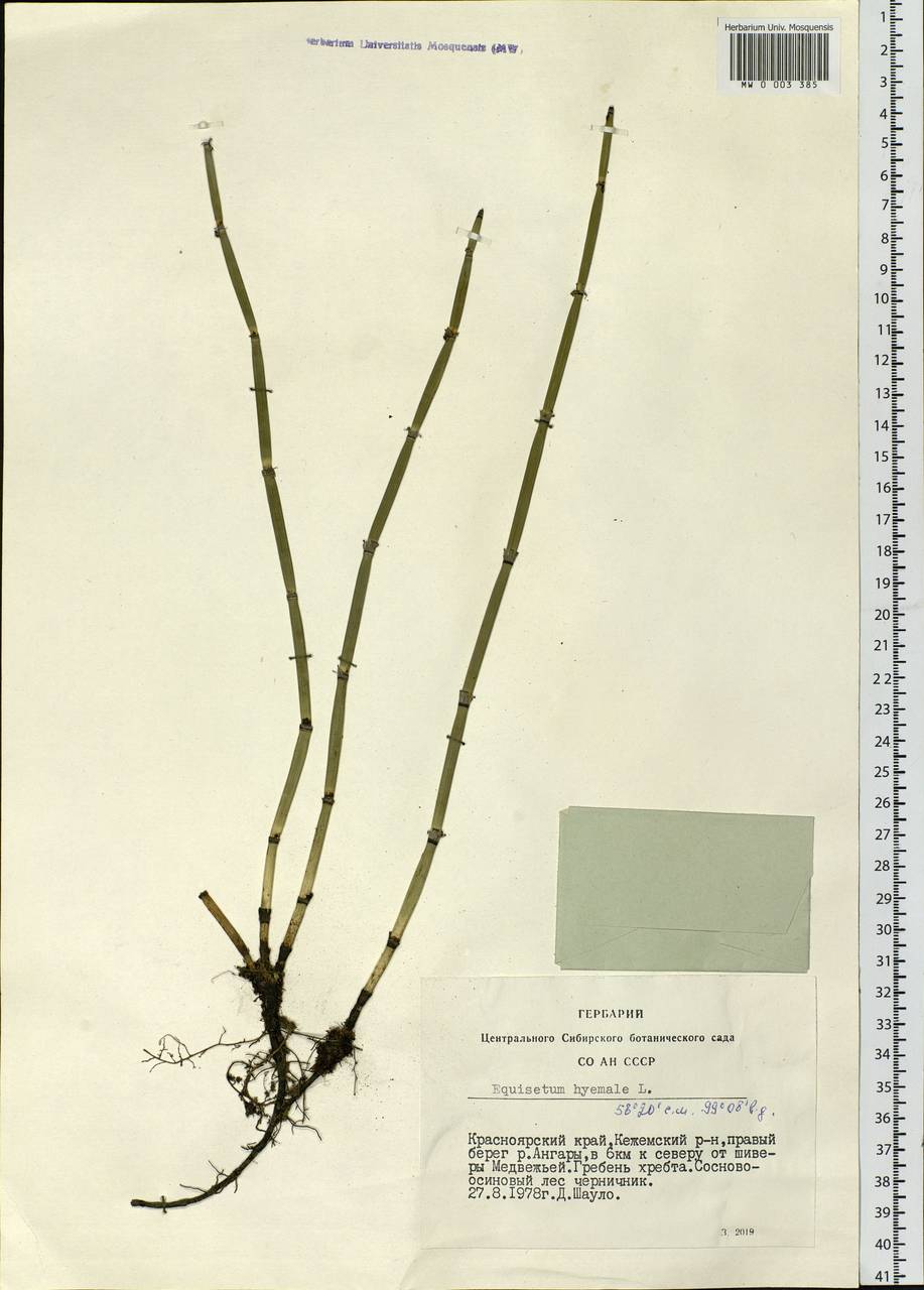 Equisetum hyemale L., Siberia, Central Siberia (S3) (Russia)