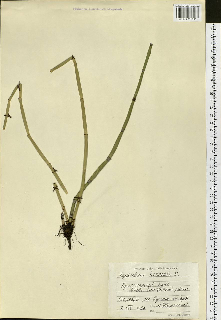 Equisetum hyemale L., Siberia, Central Siberia (S3) (Russia)