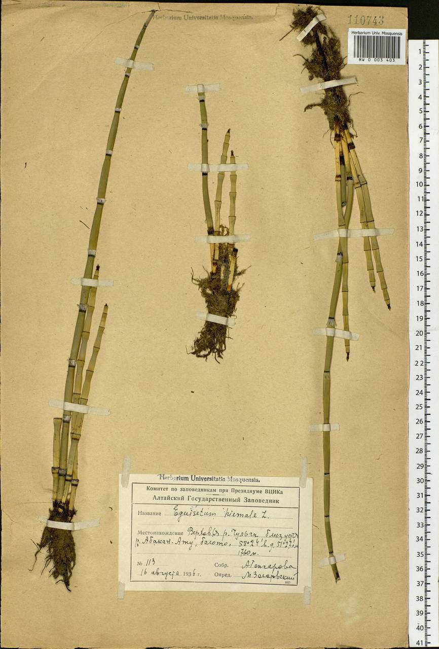 Equisetum hyemale L., Siberia, Altai & Sayany Mountains (S2) (Russia)