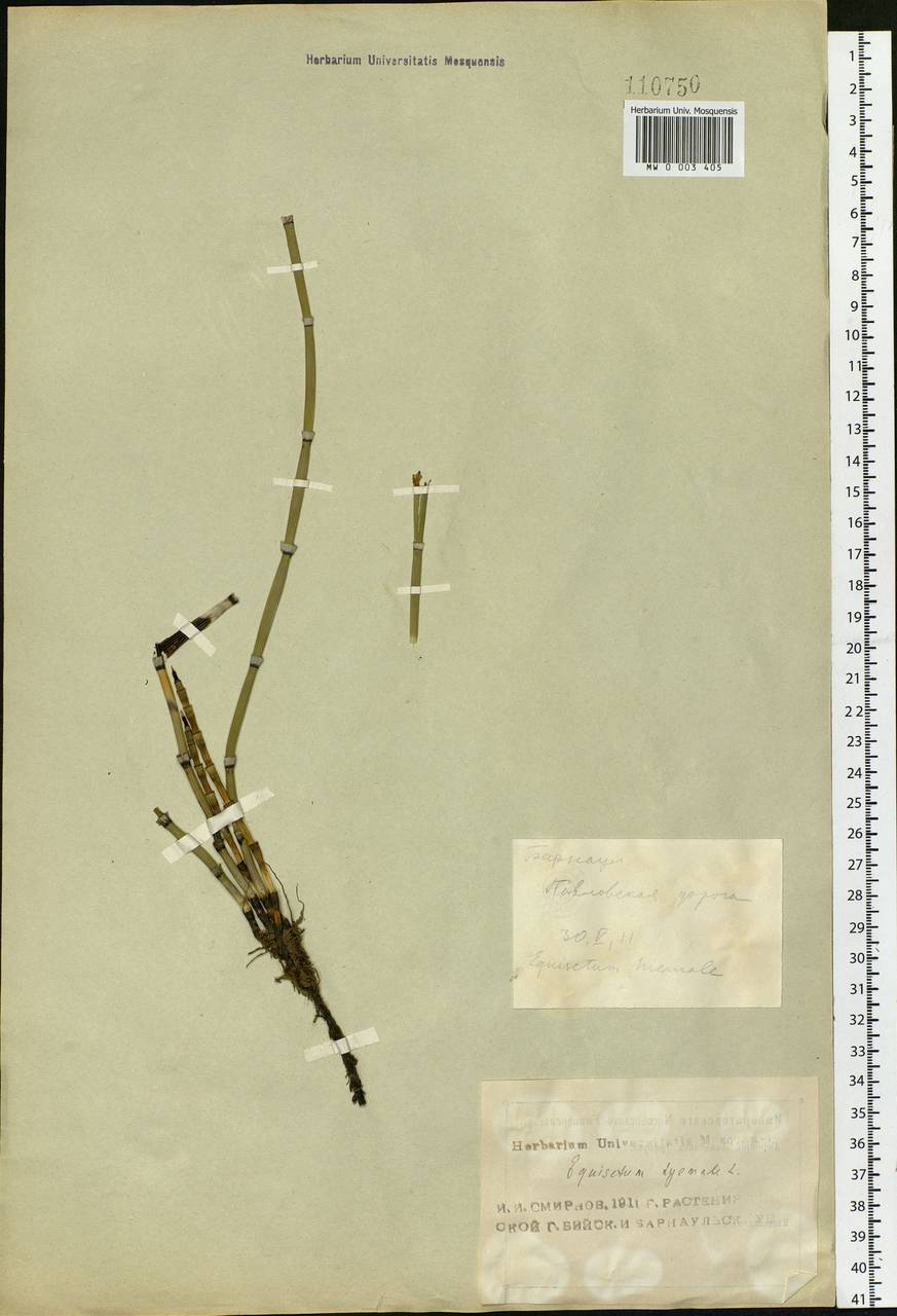 Equisetum hyemale L., Siberia, Altai & Sayany Mountains (S2) (Russia)
