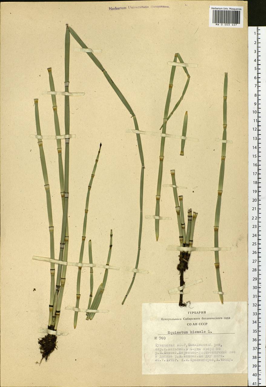 Equisetum hyemale L., Siberia, Altai & Sayany Mountains (S2) (Russia)