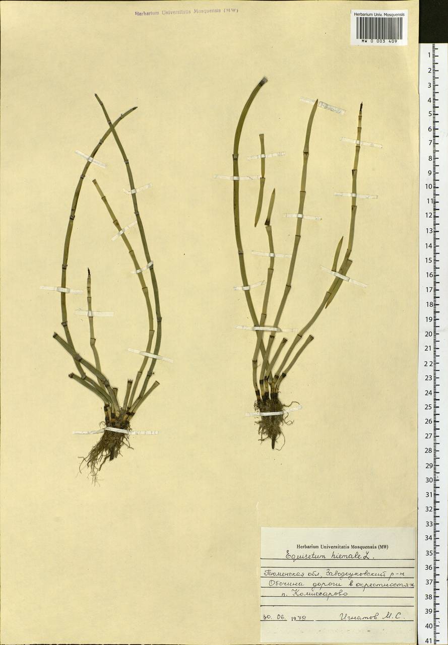 Equisetum hyemale L., Siberia, Western Siberia (S1) (Russia)