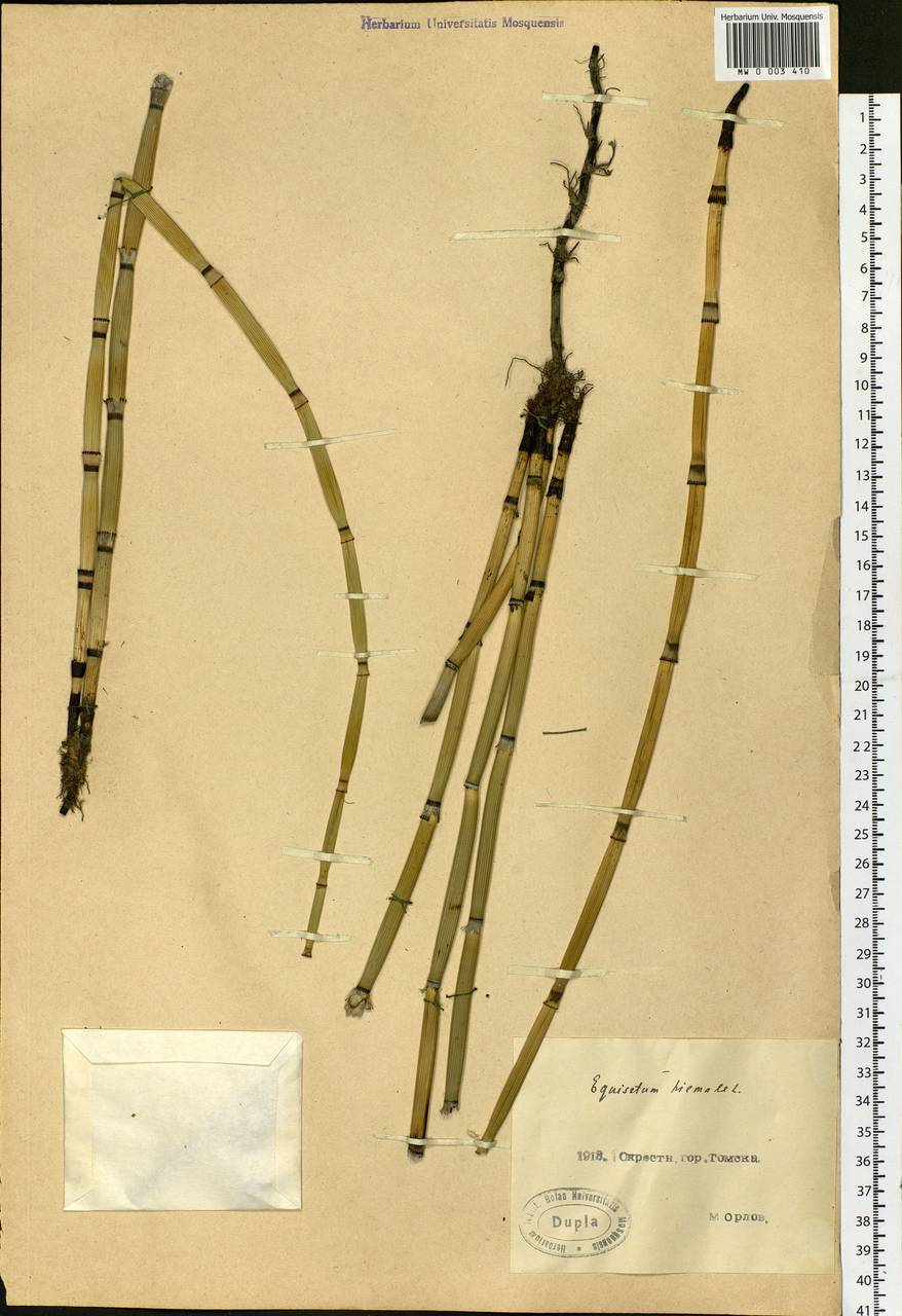 Equisetum hyemale L., Siberia, Western Siberia (S1) (Russia)