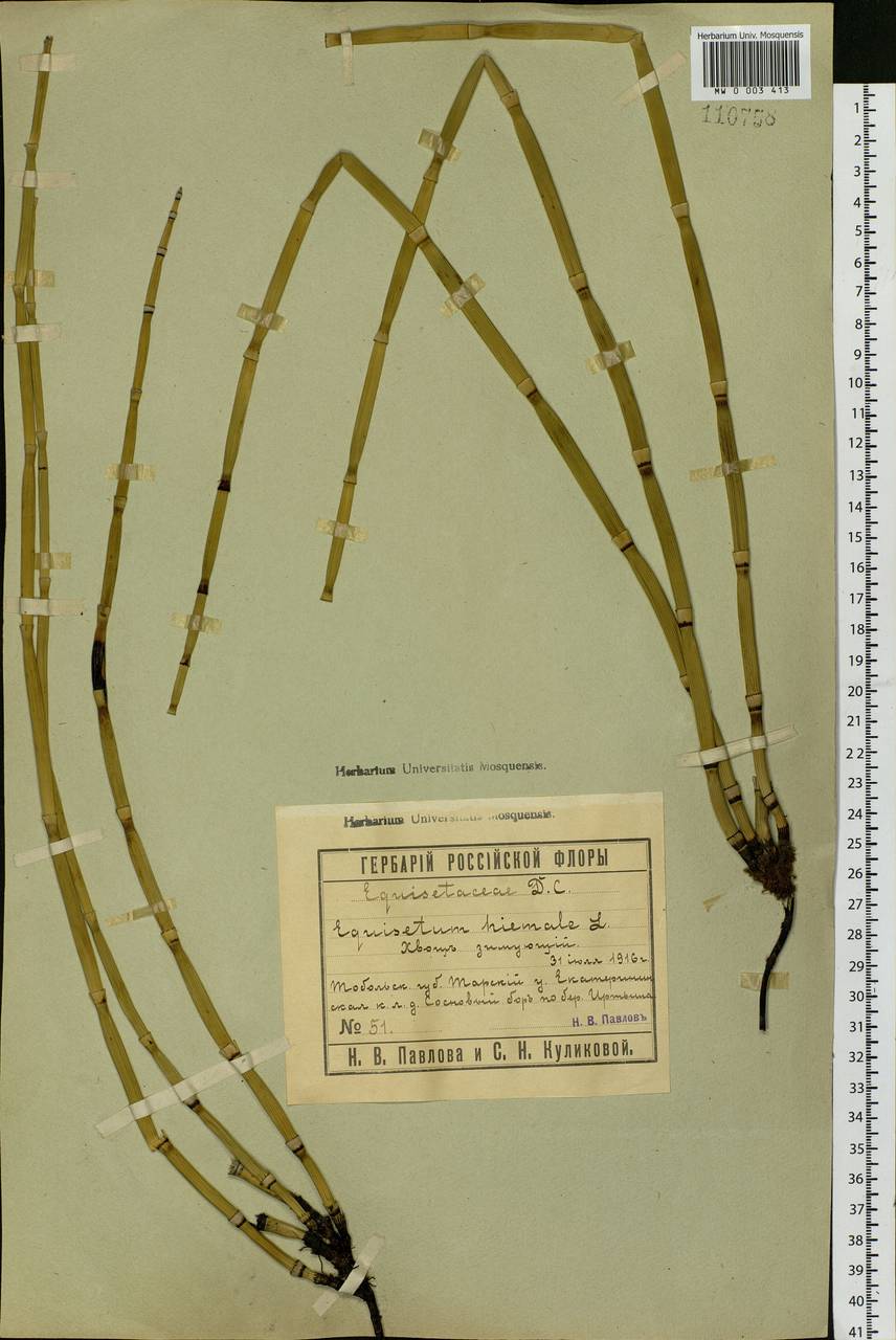 Equisetum hyemale L., Siberia, Western Siberia (S1) (Russia)