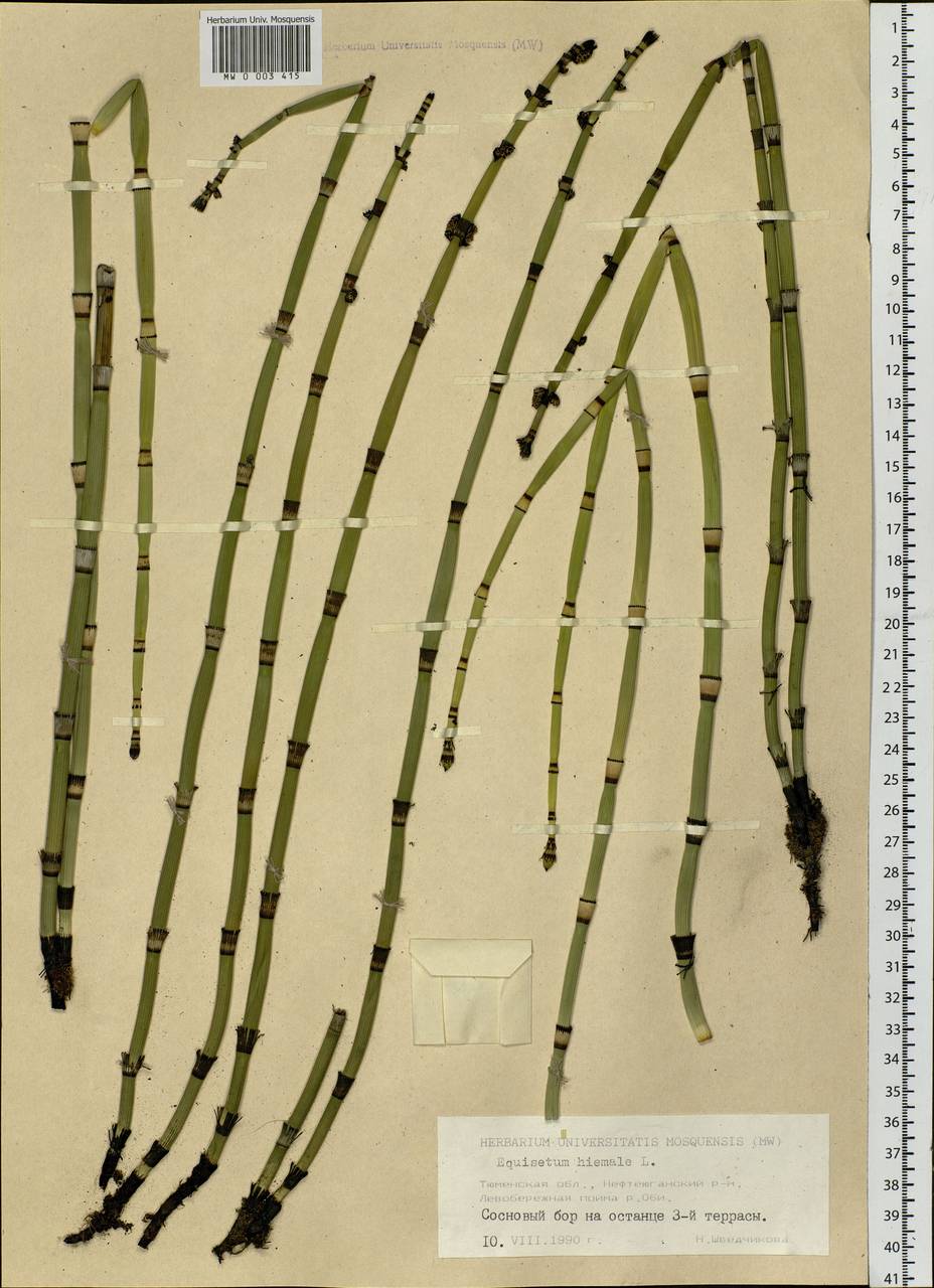 Equisetum hyemale L., Siberia, Western Siberia (S1) (Russia)