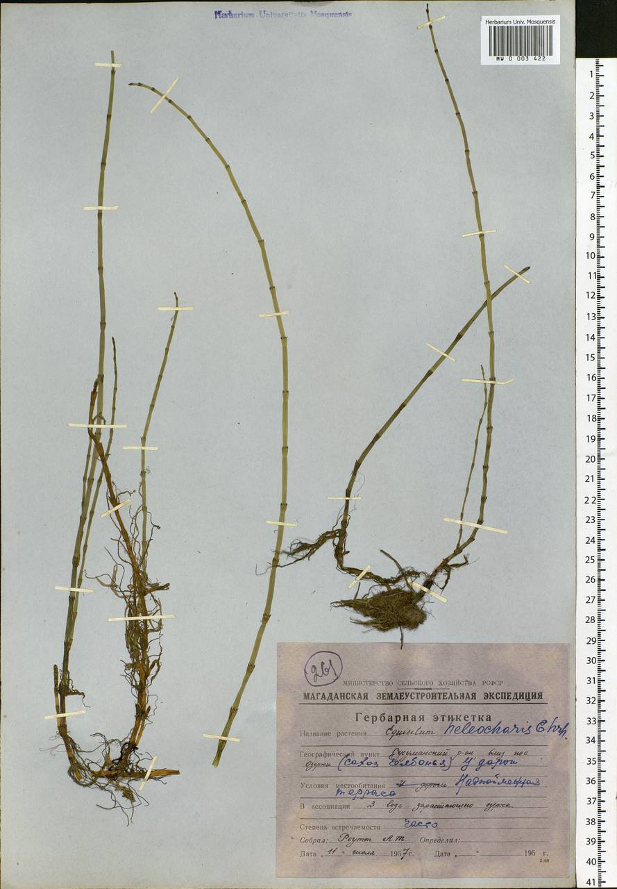 Equisetum fluviatile L., Siberia, Chukotka & Kamchatka (S7) (Russia)