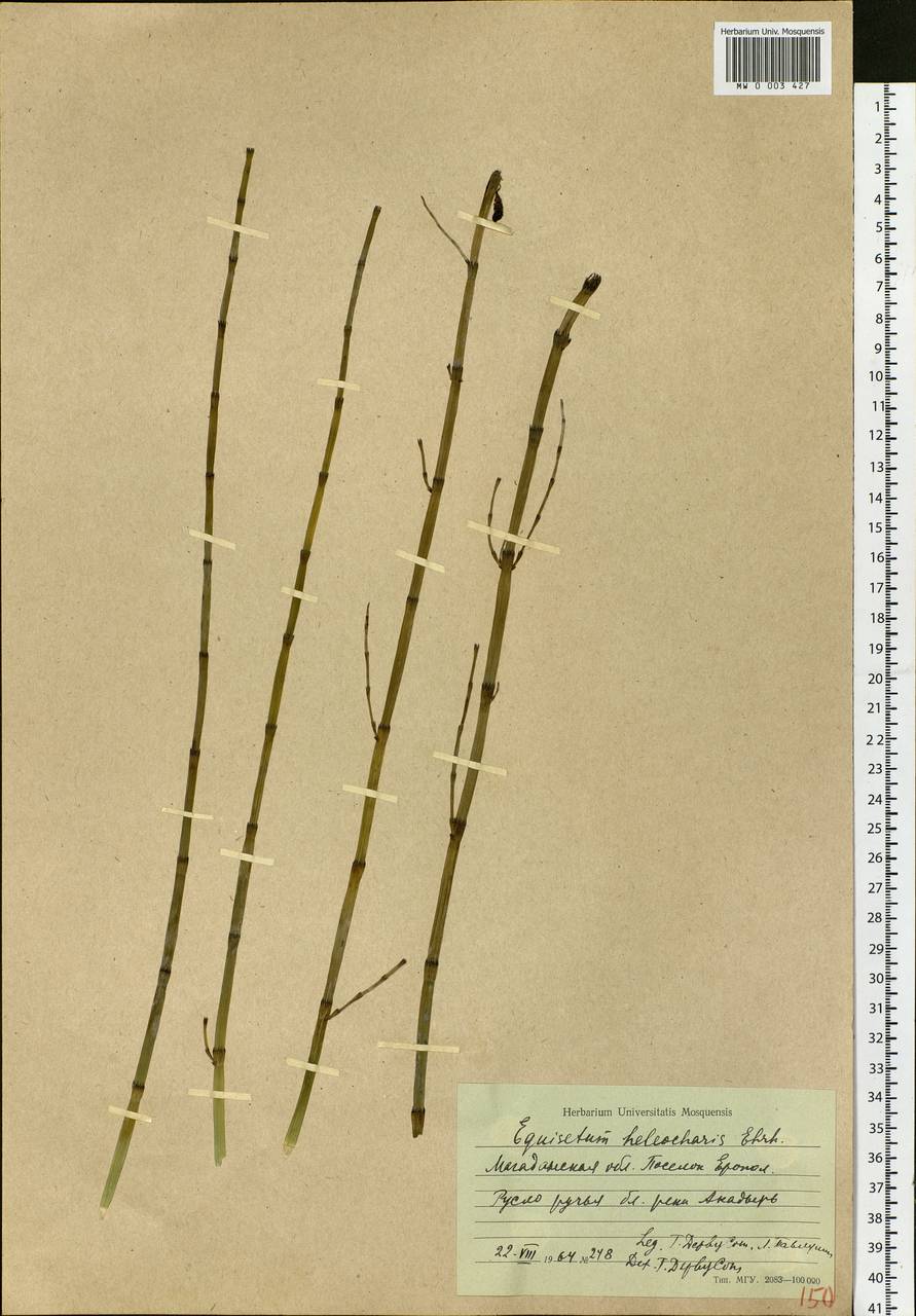 Equisetum fluviatile L., Siberia, Chukotka & Kamchatka (S7) (Russia)