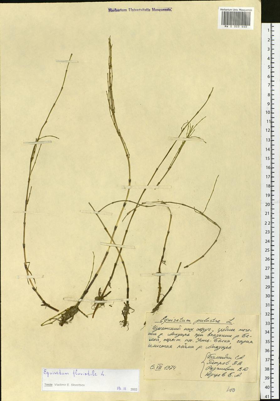 Equisetum fluviatile L., Siberia, Chukotka & Kamchatka (S7) (Russia)