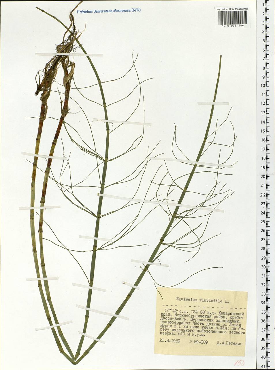 Equisetum fluviatile L., Siberia, Russian Far East (S6) (Russia)