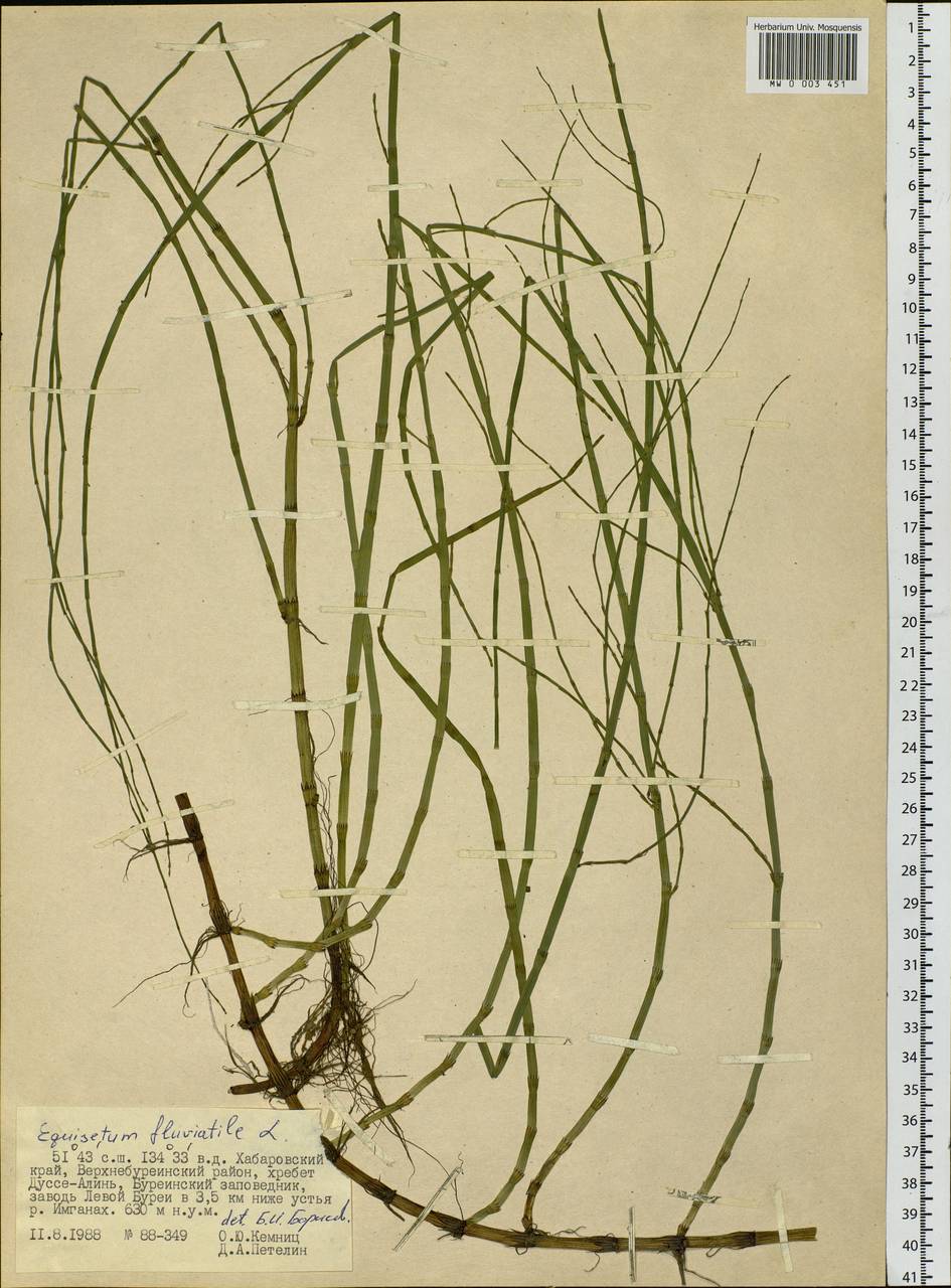 Equisetum fluviatile L., Siberia, Russian Far East (S6) (Russia)