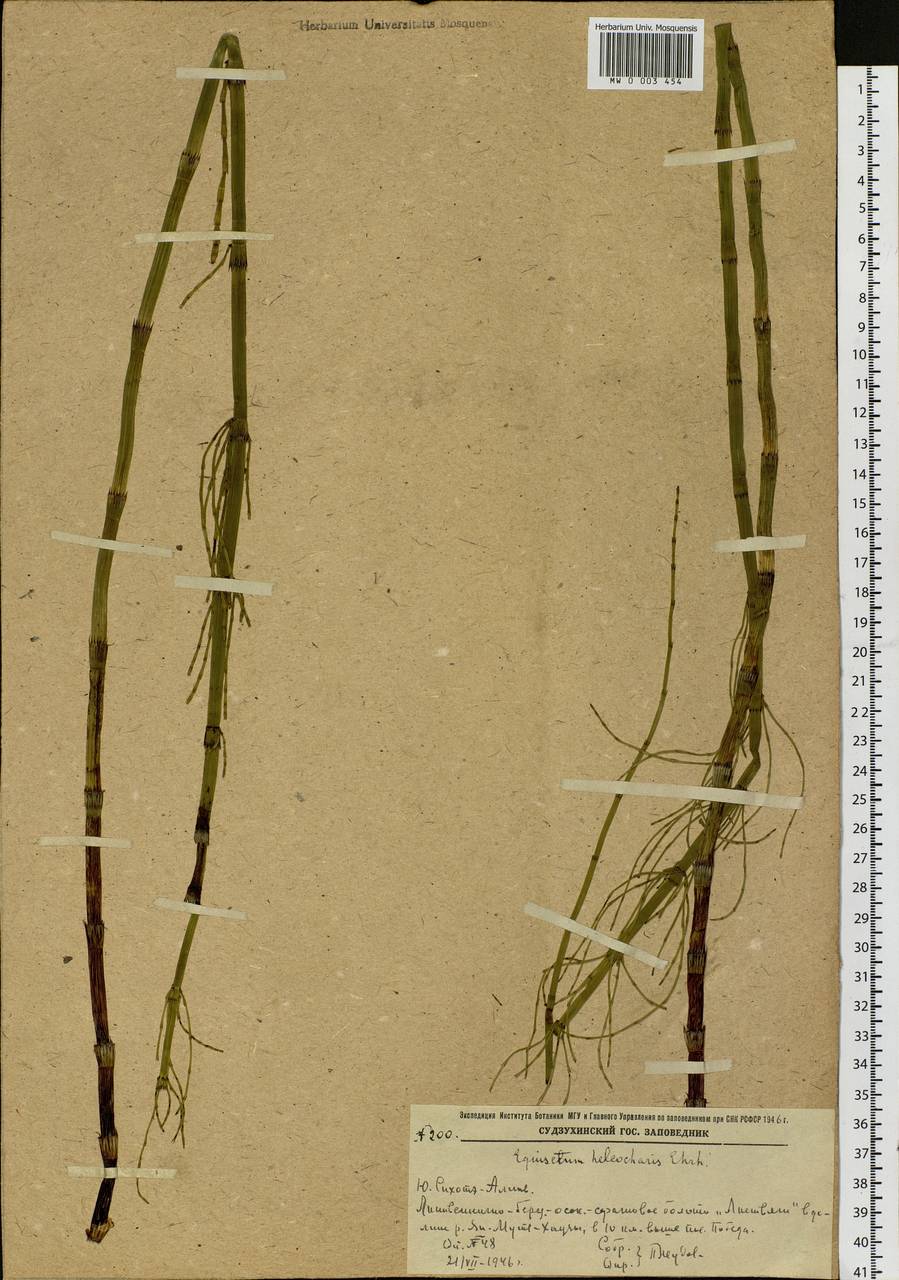 Equisetum fluviatile L., Siberia, Russian Far East (S6) (Russia)