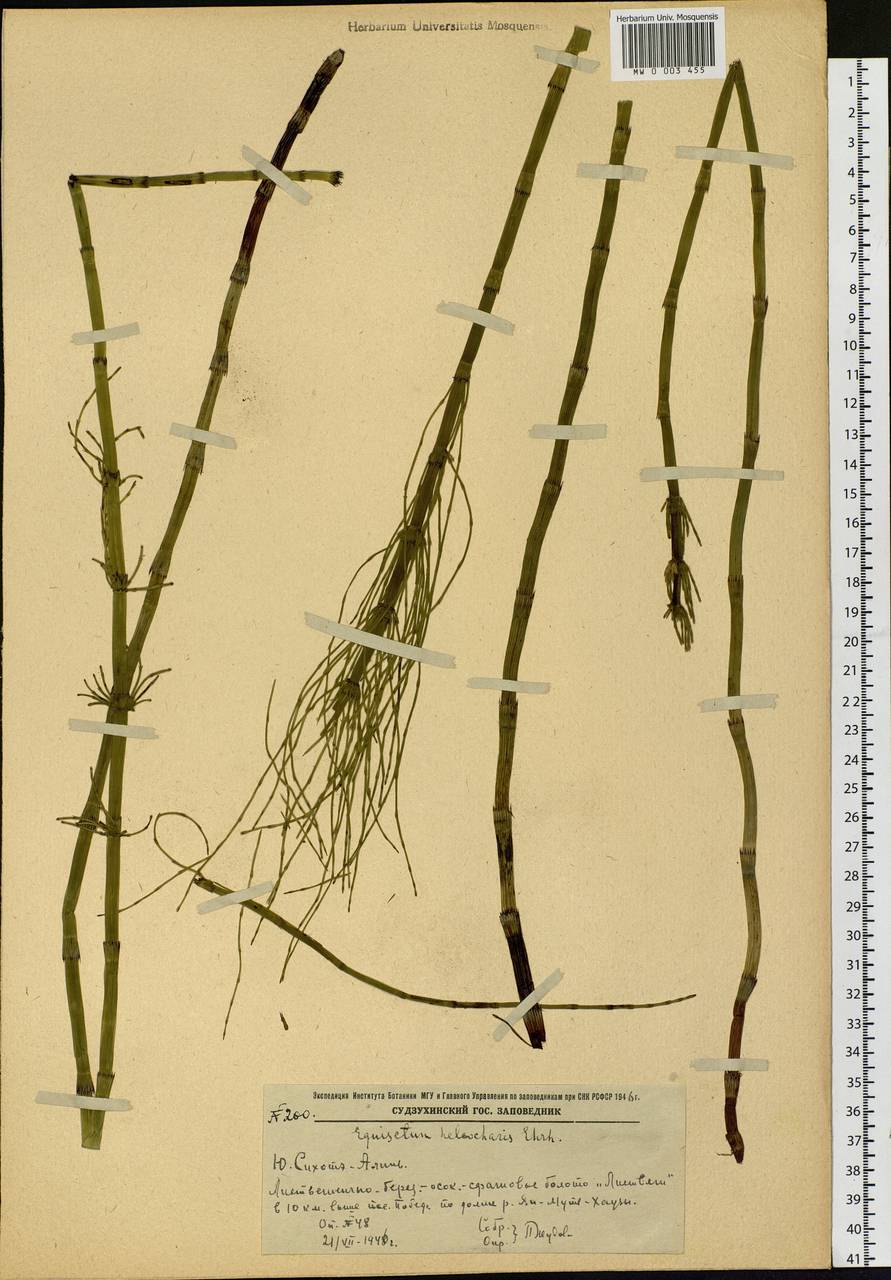Equisetum fluviatile L., Siberia, Russian Far East (S6) (Russia)