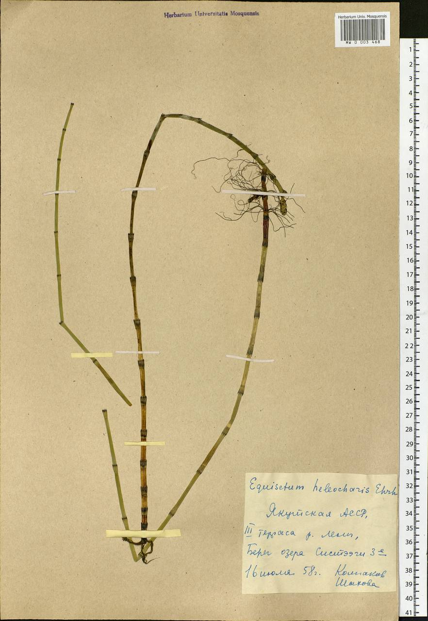Equisetum fluviatile L., Siberia, Yakutia (S5) (Russia)