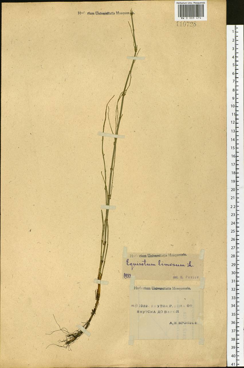 Equisetum fluviatile L., Siberia, Yakutia (S5) (Russia)